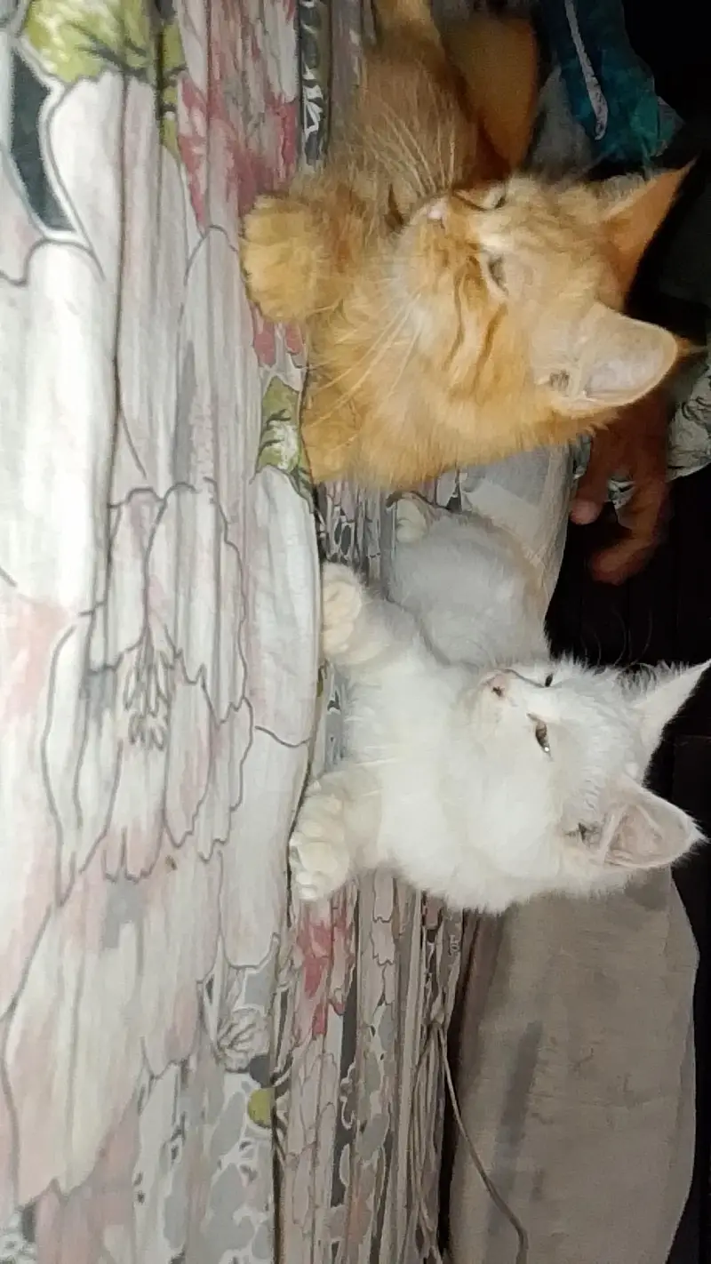 Pet cat for sale — photo 6