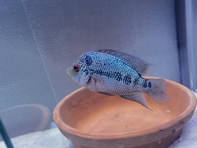 Flowerhorn Kamfa female