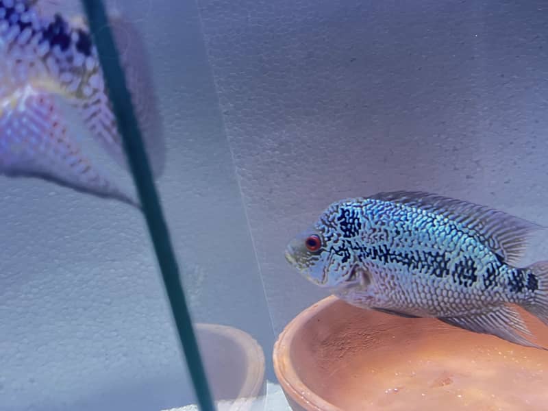 Flowerhorn Kamfa female - Fish - 1120537625
