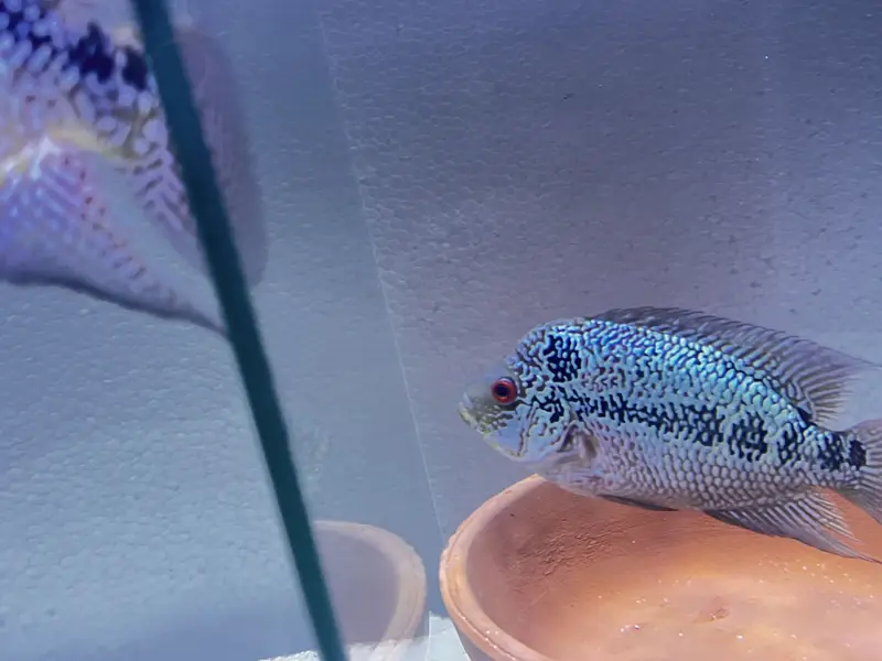 Flowerhorn Kamfa female — photo 2