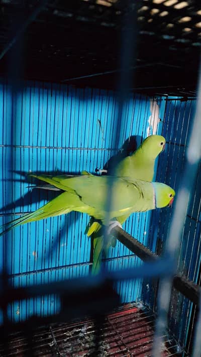ringneck 100% breeder pair with cage