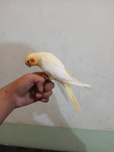 common red eyes breeder tamed male avalible