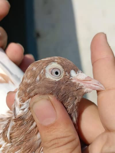 Lakhay Pair For Sale