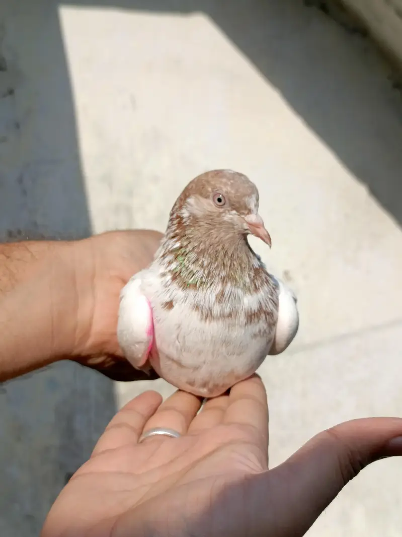 Lakhay Pair For Sale — photo 11