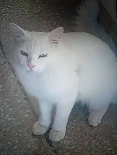 Persian cat