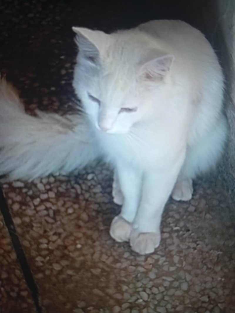 Persian cat 1