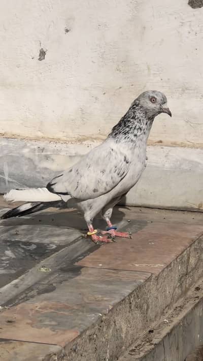 Breeder pair