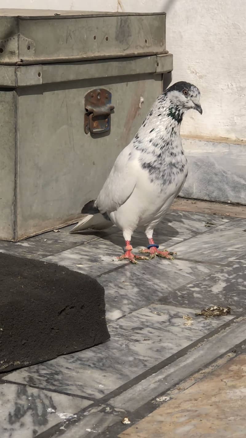 Breeder pair 1
