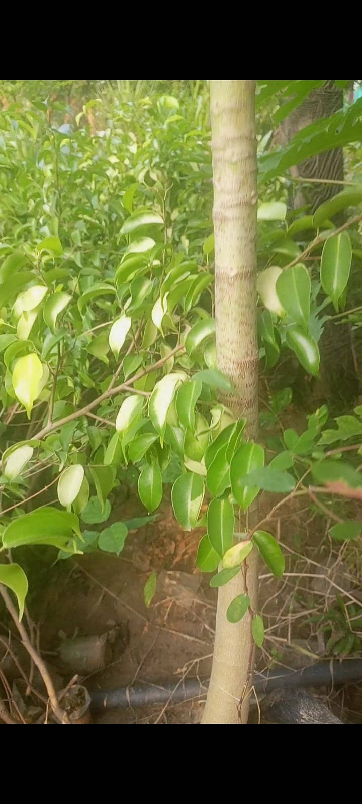 Plant 0