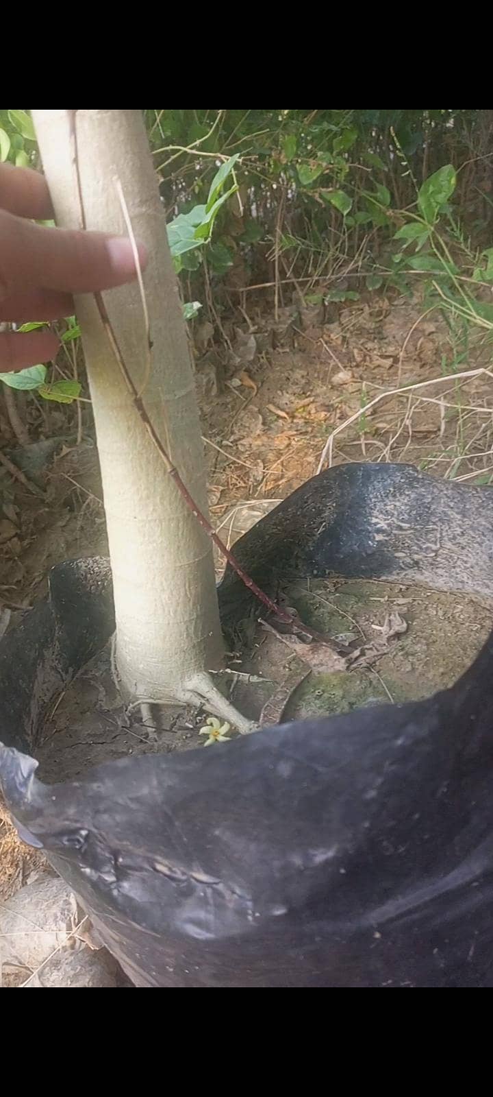 Plant 1