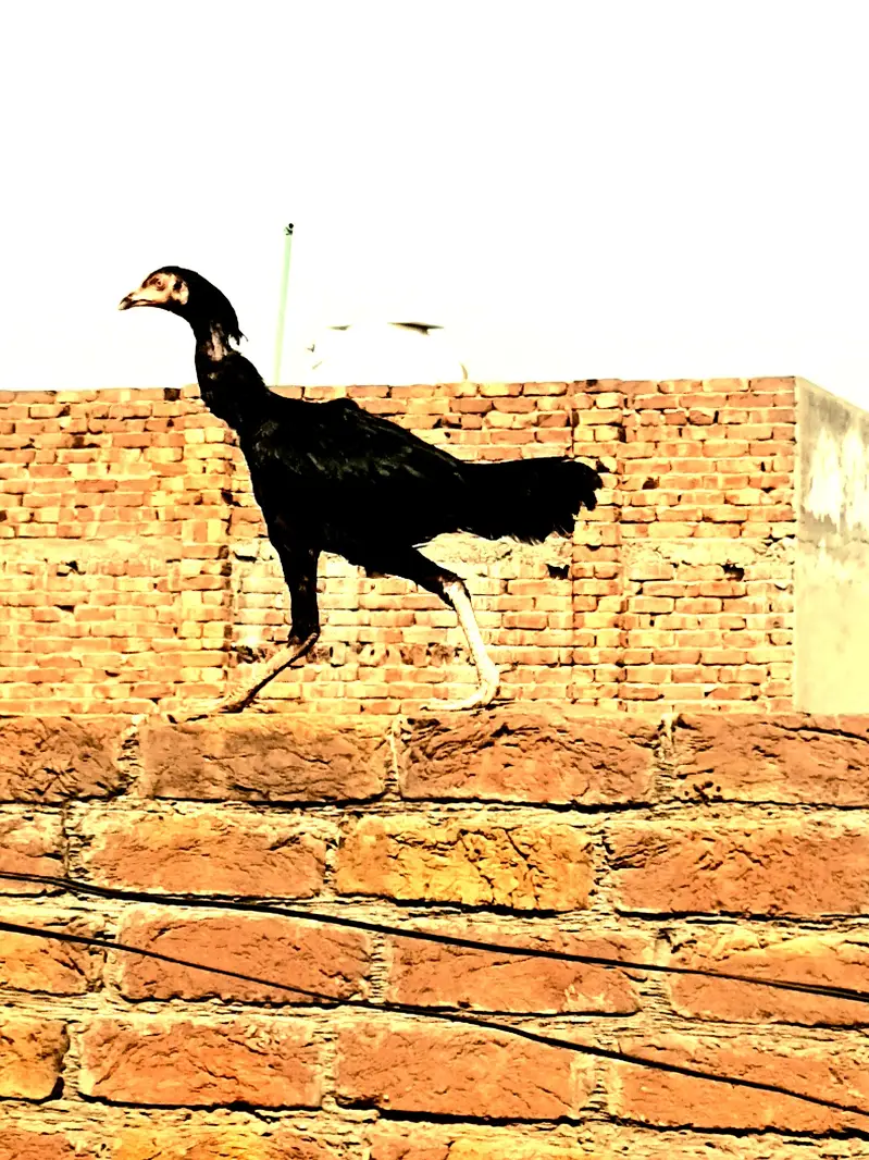 Aseel mianwali full active / pair — photo 10