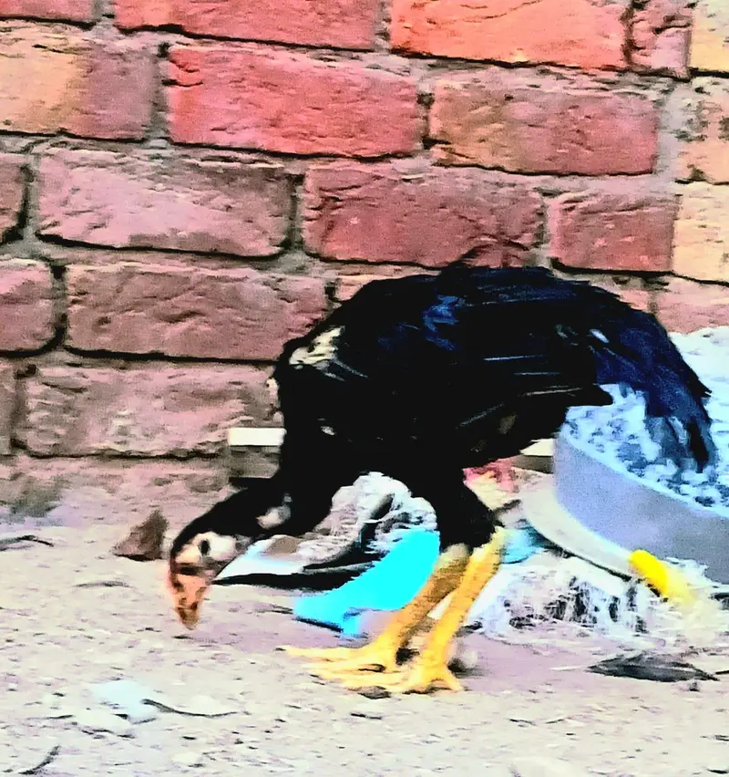 Aseel mianwali full active / pair — photo 11