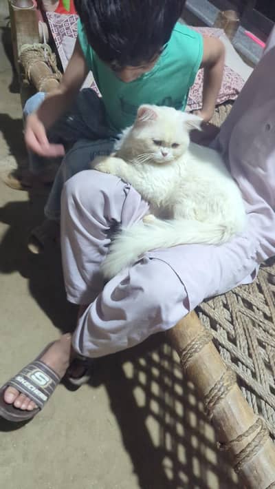 Persian cat