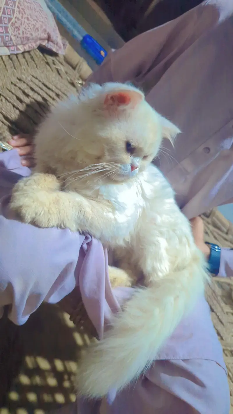 Persian cat — photo 2