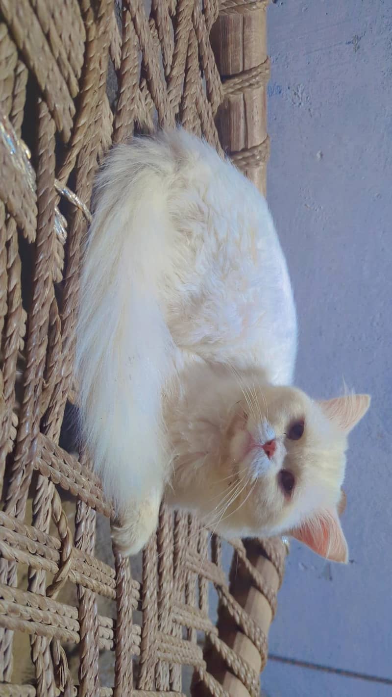 Persian cat 2