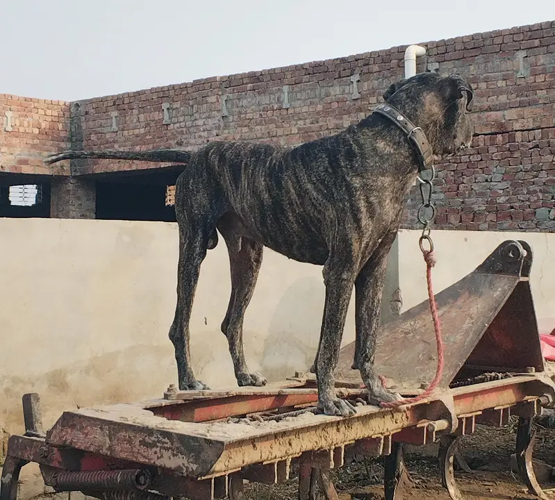 Bully dog — photo 2