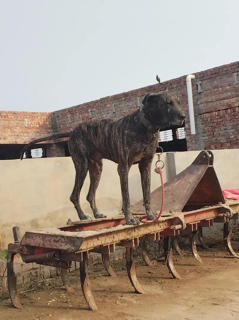 Bully dog — photo 4