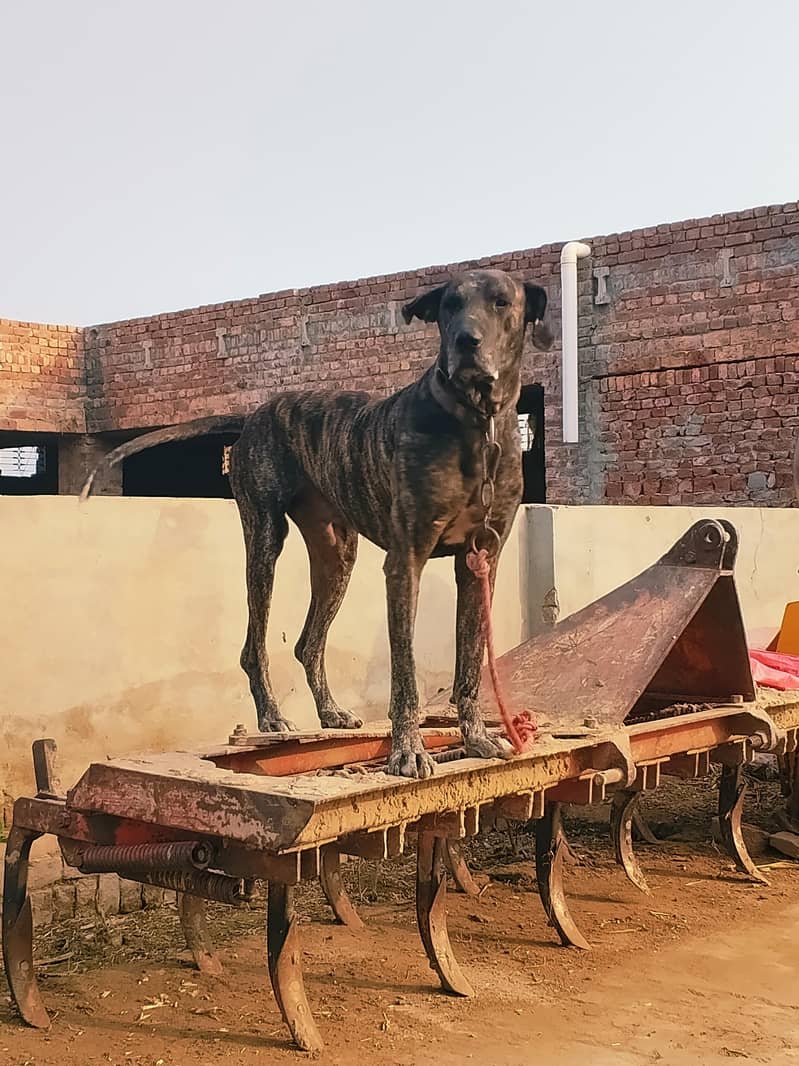 Bully dog 4