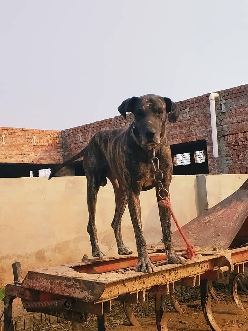 Bully dog 5