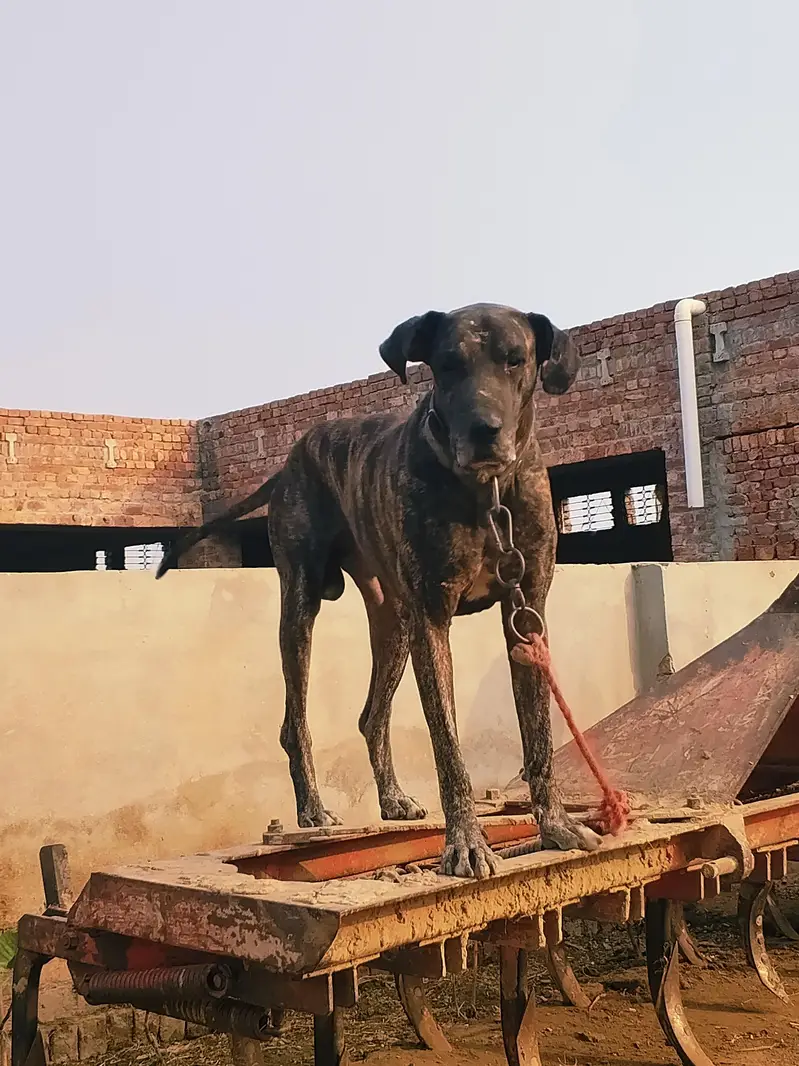 Bully dog — photo 6