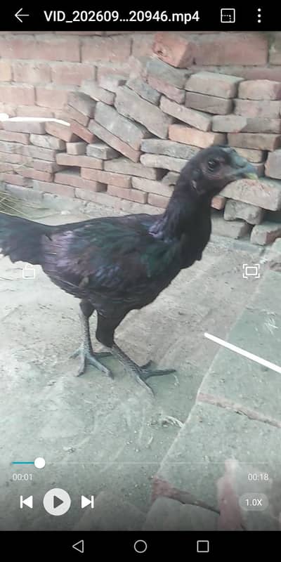 Black dragon