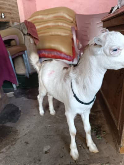 teddy Bakra for Sell healthy and active