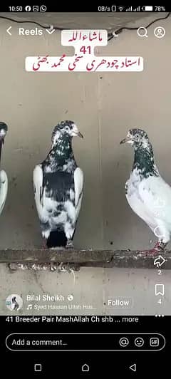 teedy sKhi bahti bald lain kanton Waly 41 no baridar. kaboota +balak