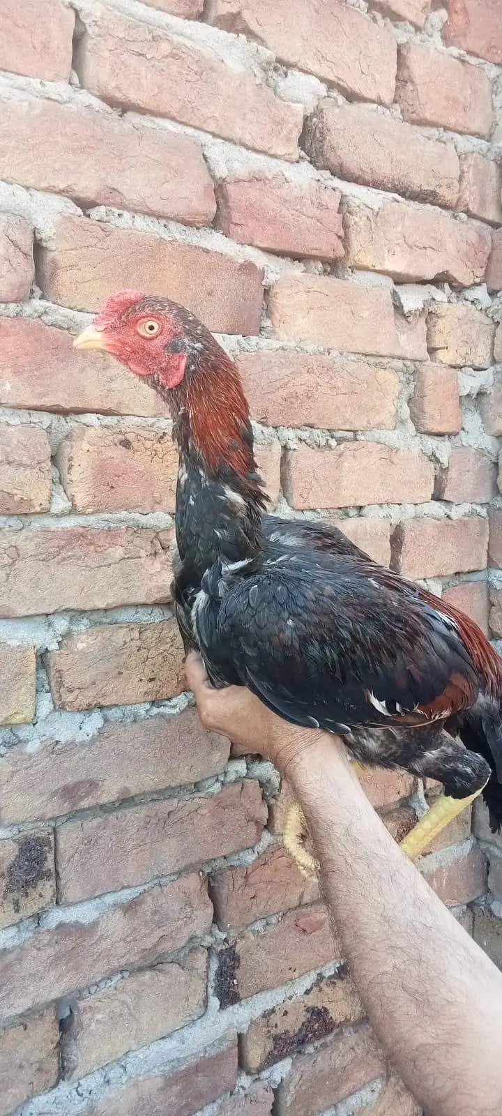 Pure Aseel qoulity lakha mushka patha wattsap call. . . 03265388681 — photo 2