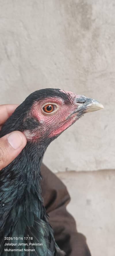 panus pakoy female Available whats app 03157508170