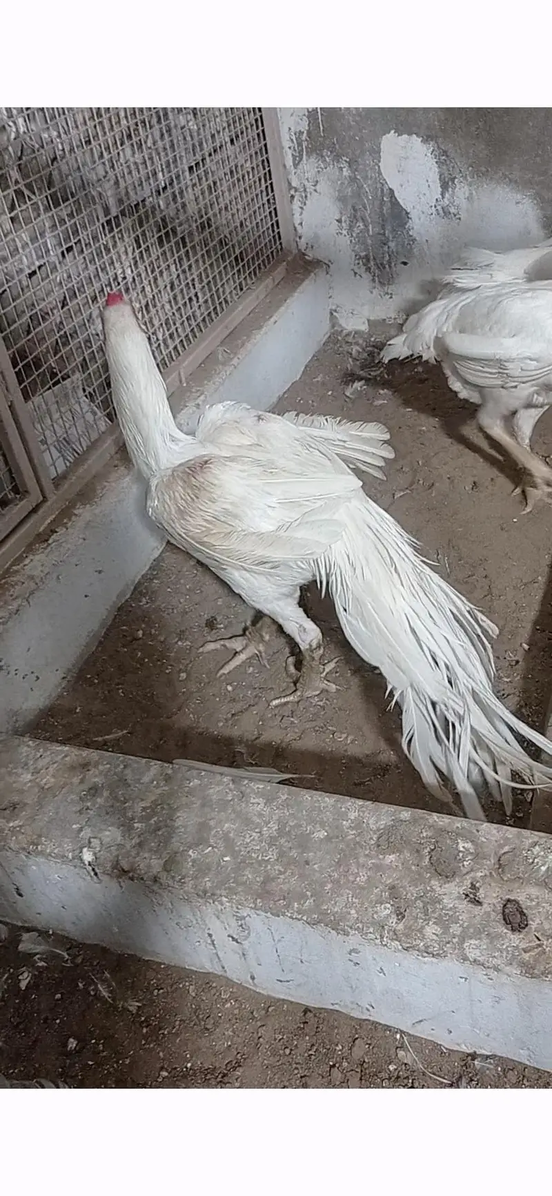 SHAMO KANDHARI SHORT BEAK HEERA ASEEL PAPER WHITE — photo 5