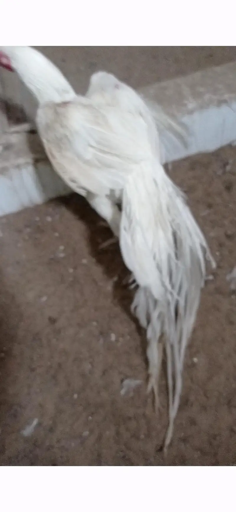 SHAMO KANDHARI SHORT BEAK HEERA ASEEL PAPER WHITE — photo 6
