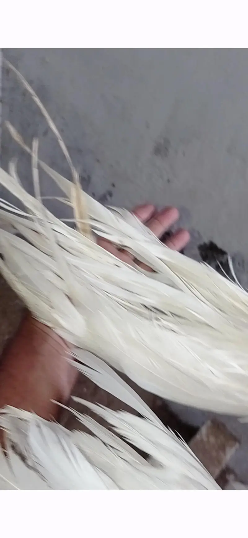 SHAMO KANDHARI SHORT BEAK HEERA ASEEL PAPER WHITE — photo 7