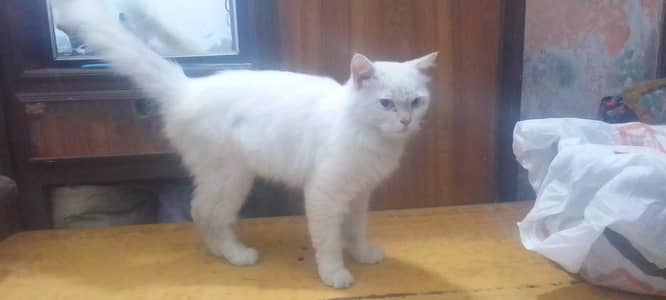 Male cat