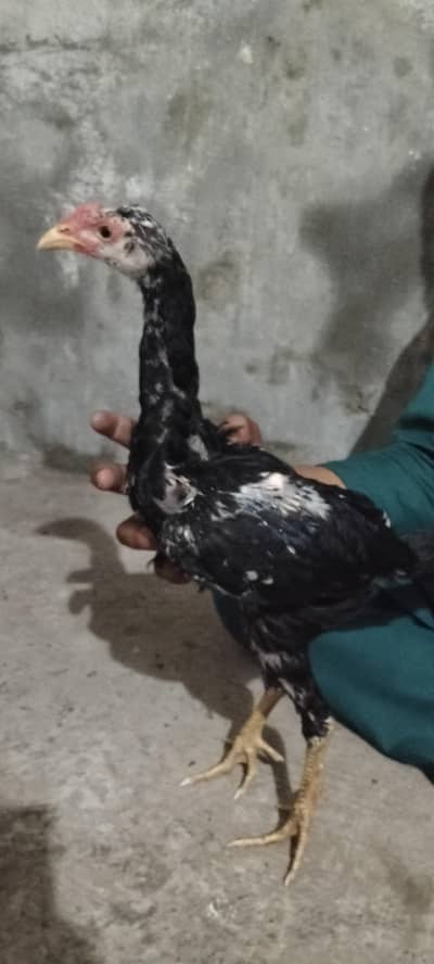 pure punas x pakoya male