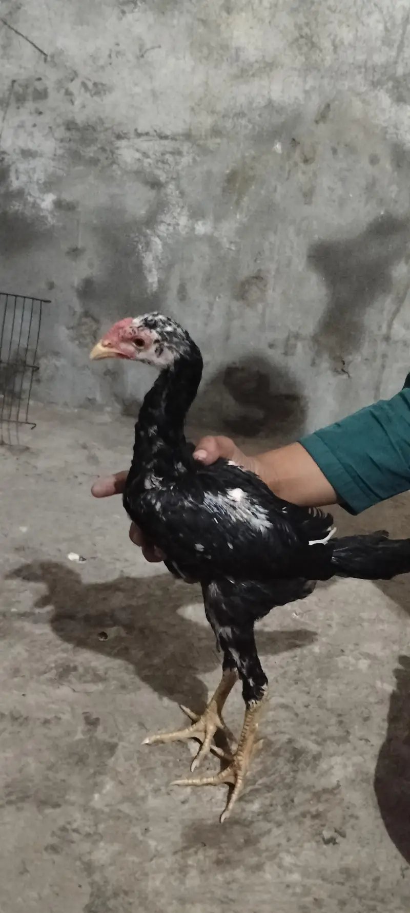 pure punas x pakoya male — photo 2