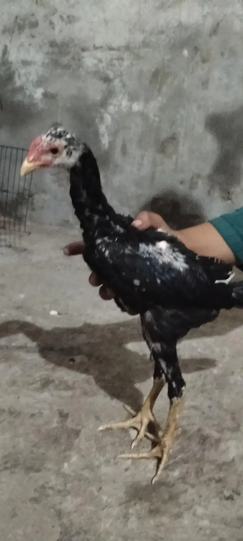 pure punas x pakoya male — photo 3