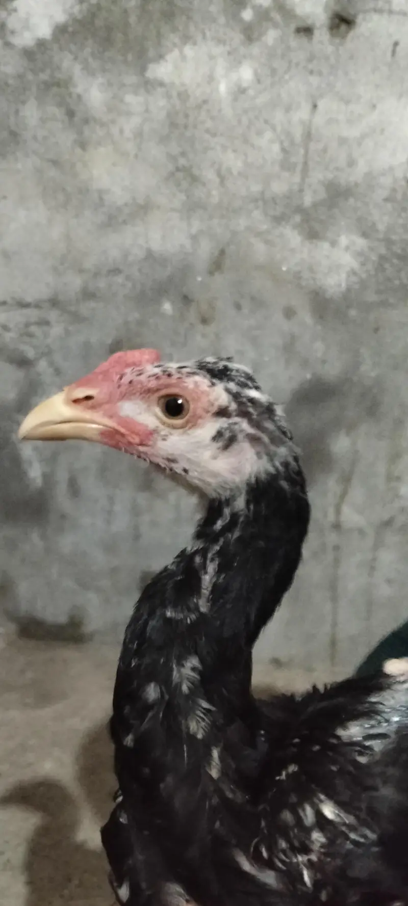 pure punas x pakoya male — photo 5