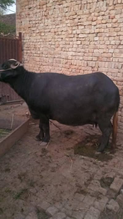 bhens for sale sikandar chowk road bunga hayat