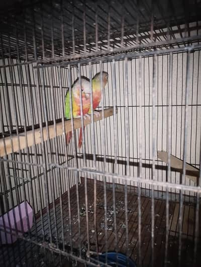 conure pineapple pair 110% pair hy 100% breeder pair hy