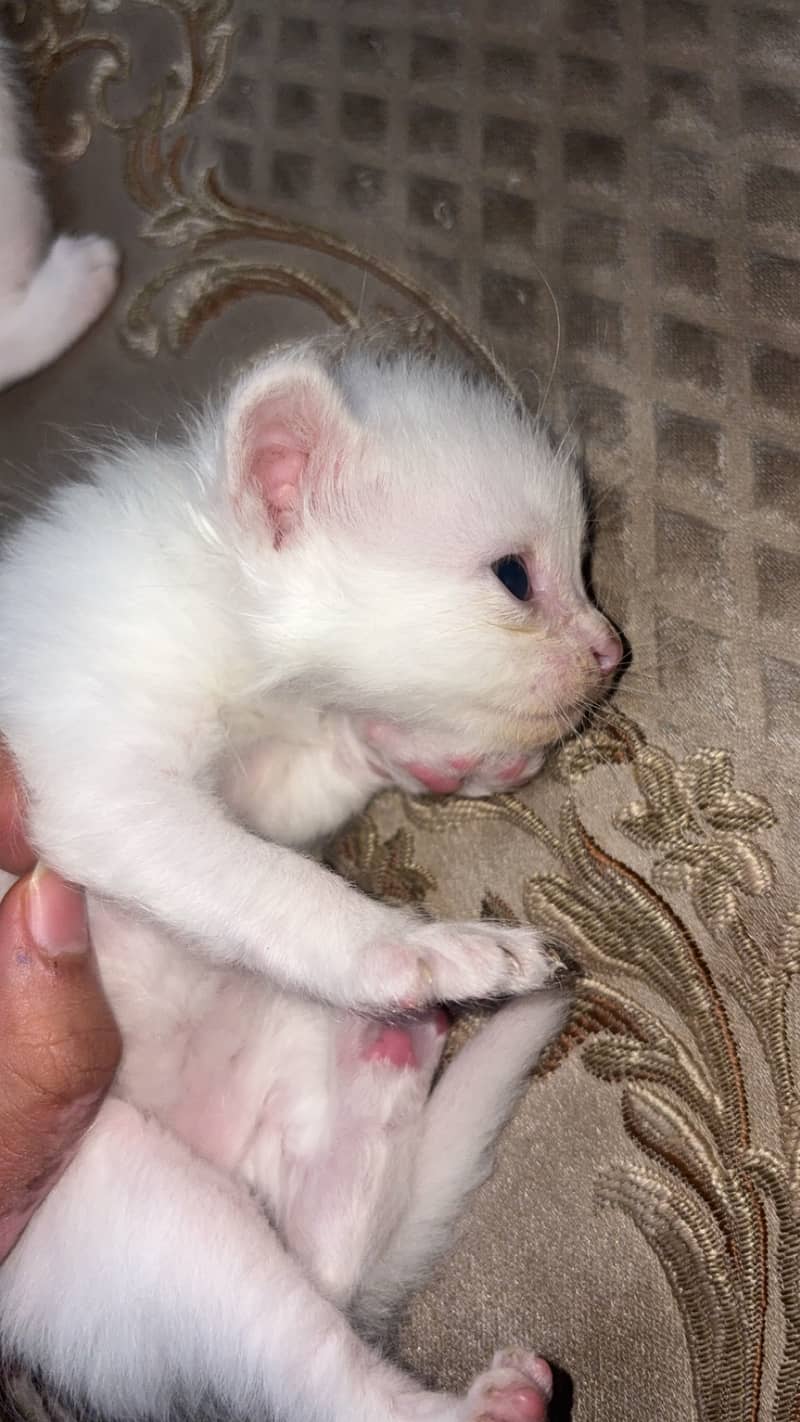 Persian kitten 0