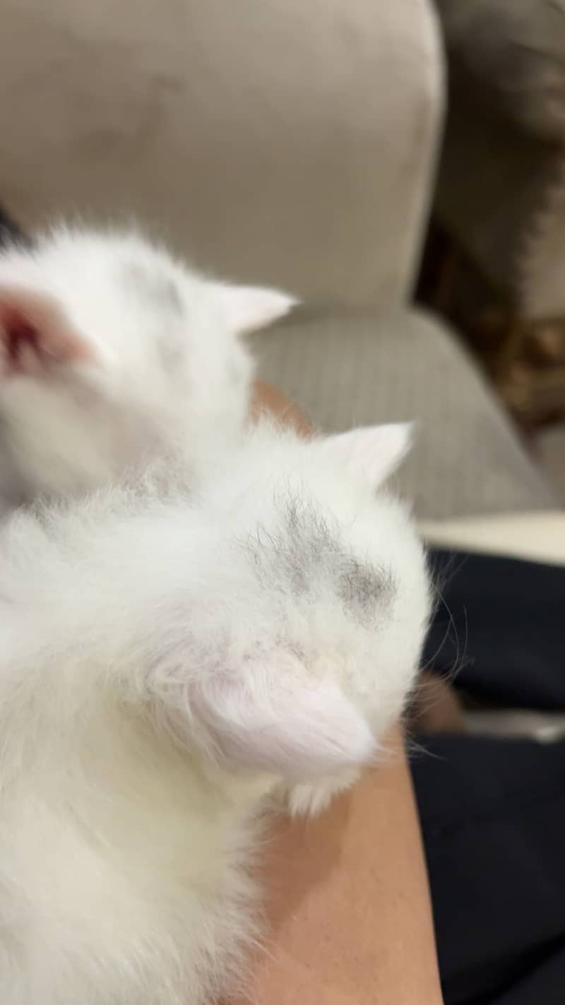 Persian kitten 1