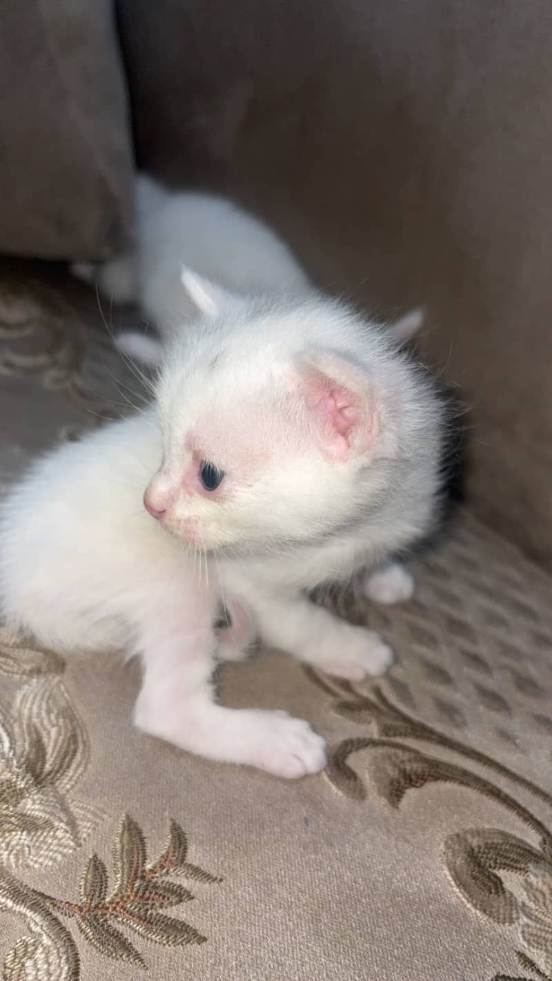 Persian kitten 2