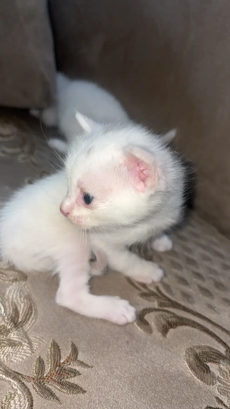 Persian kitten — photo 3