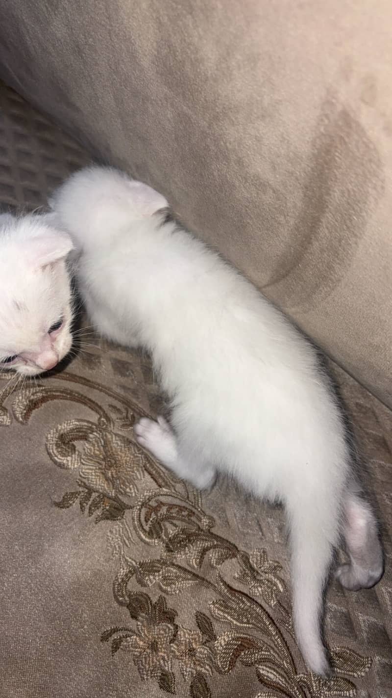 Persian kitten 3