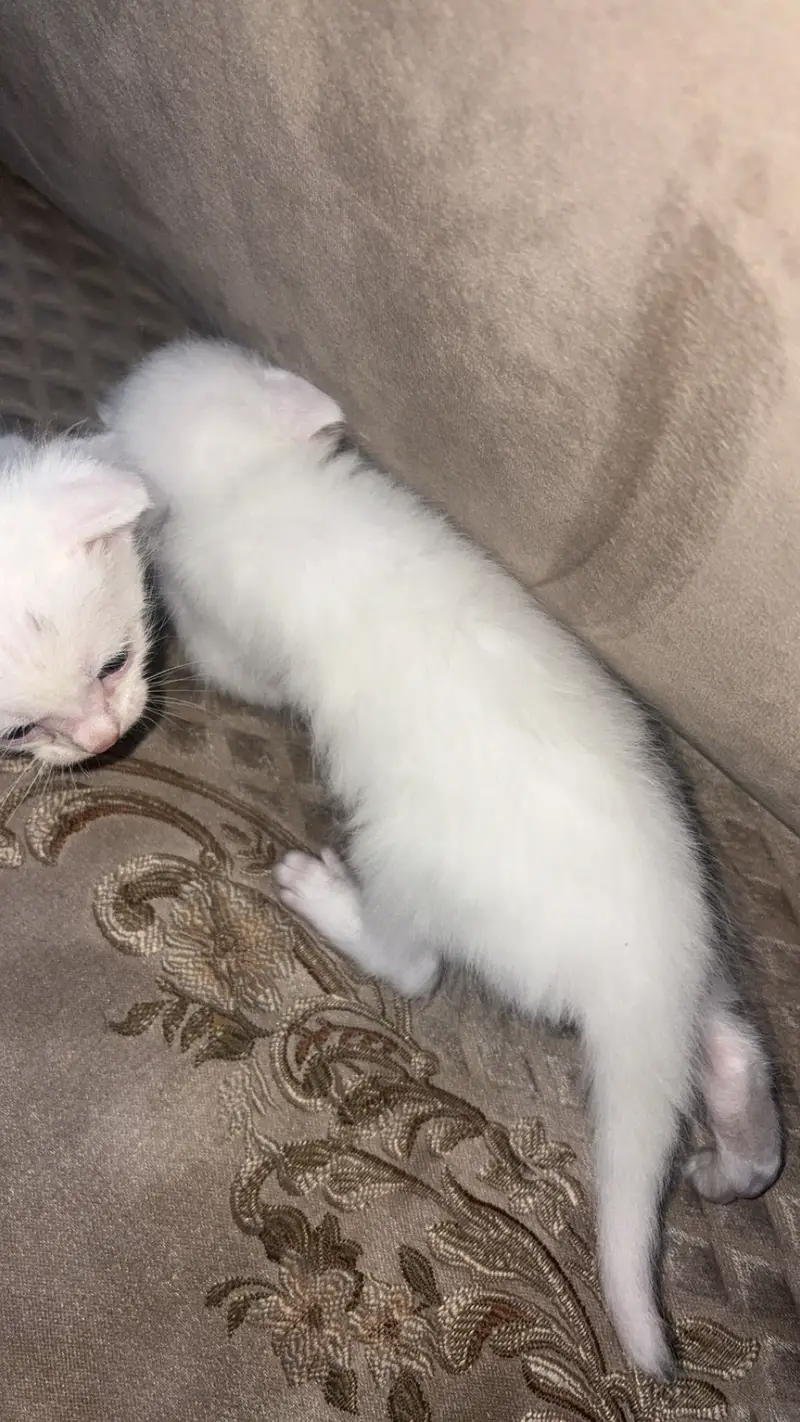 Persian kitten — photo 4