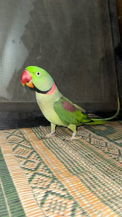 Raw parrot