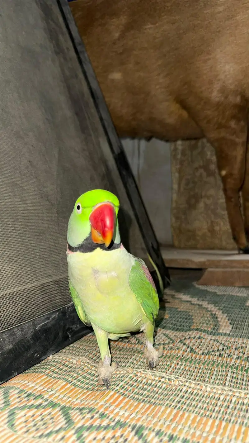 Raw parrot — photo 2