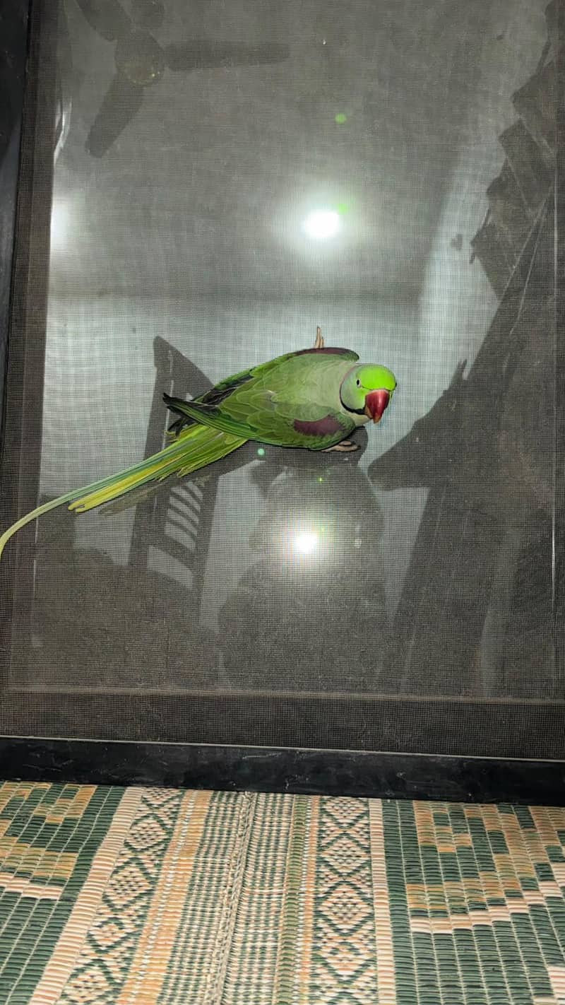 Raw parrot 2