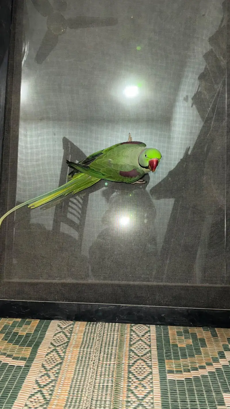 Raw parrot — photo 3