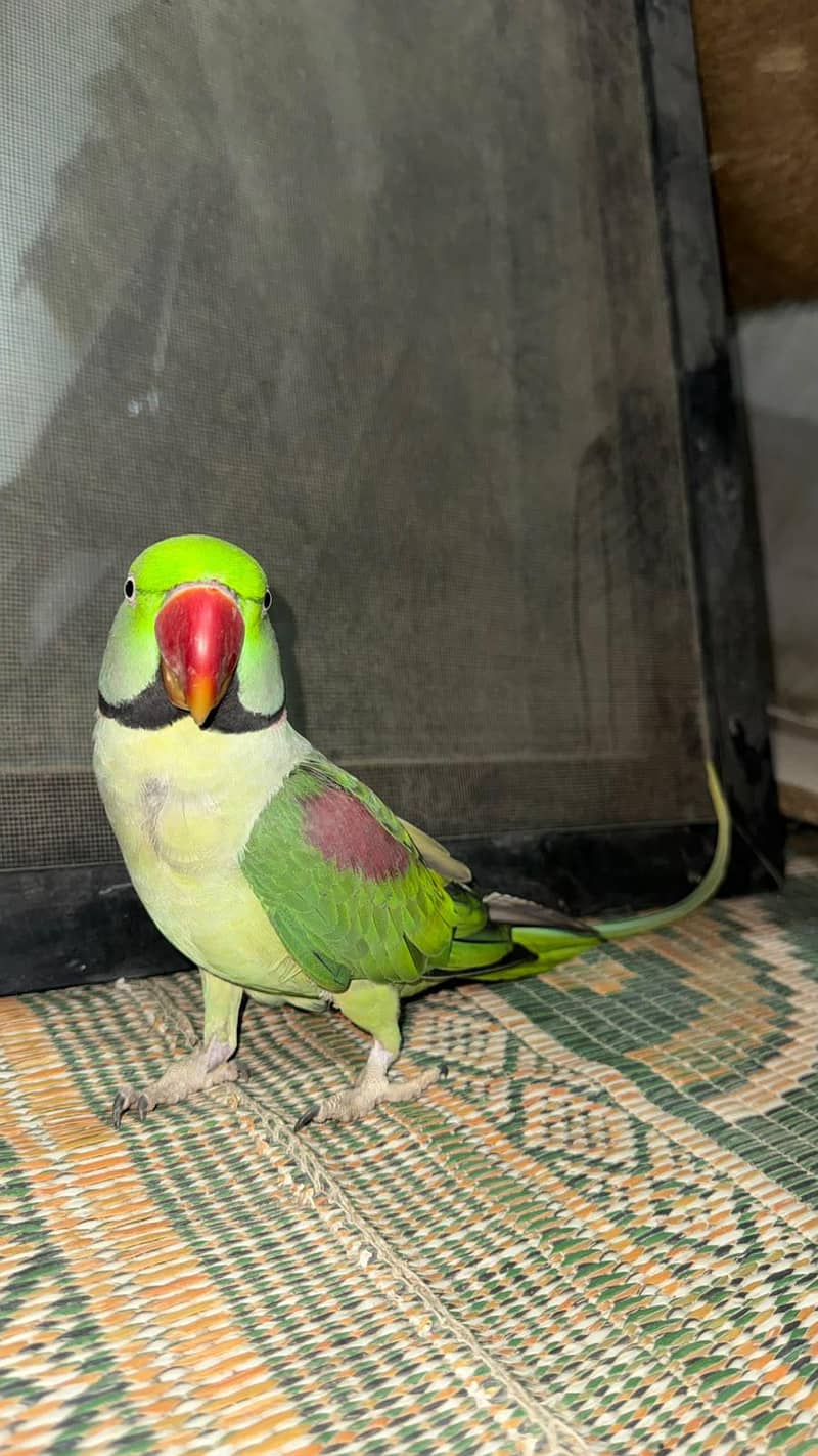 Raw parrot 3